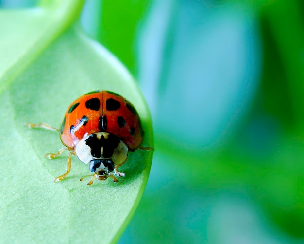 Macro-opname van kever op blad