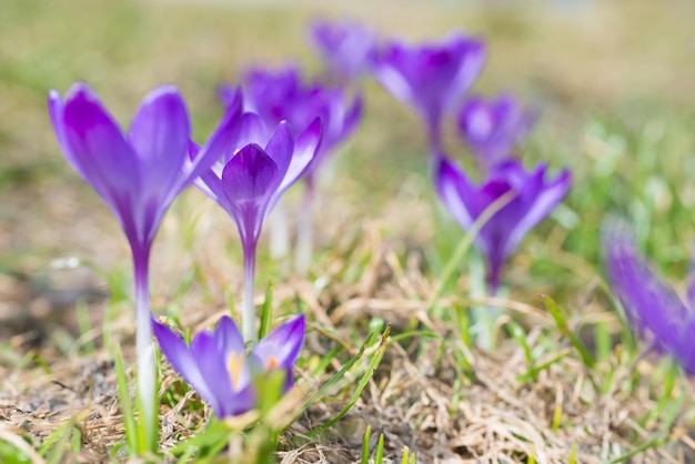 Macro-opname van lente violette bloemen krokussen met zachte achtergrond
