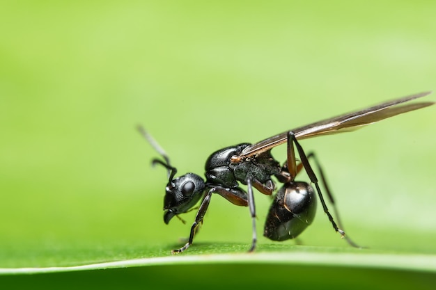 Macro-opname van mieren op blad