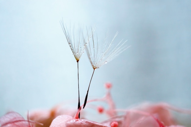 Foto macro-opname van paardebloemen met druppels water