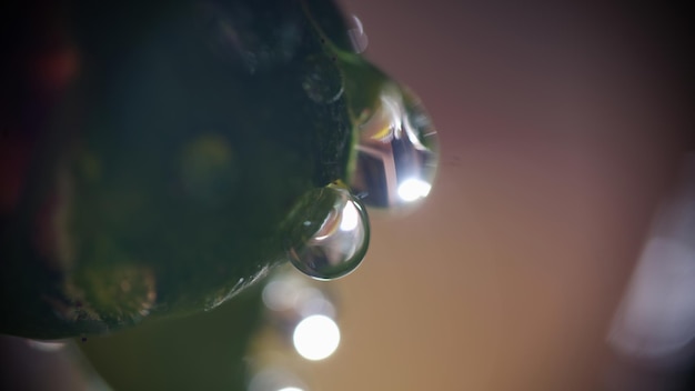 Macro-opname van plant met waterdruppels op het oppervlak van de plant druppels water met hoogtepunten omslagblad