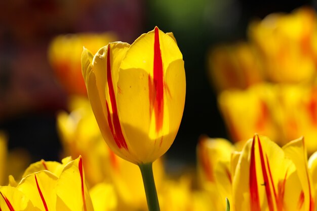 Macro-opname van prachtige bloemen in de tuin