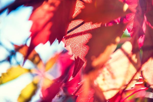 Macro opname van rode herfstbladeren, kleine scherptediepte. Prachtige herfst natuur