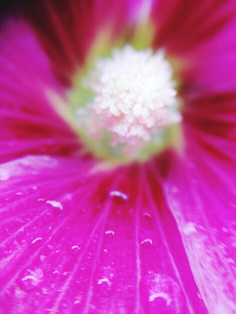 Foto macro-opname van roze bloem