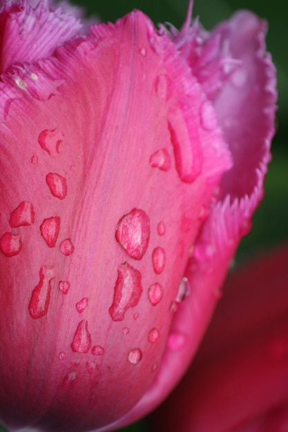 Foto macro-opname van roze bloem
