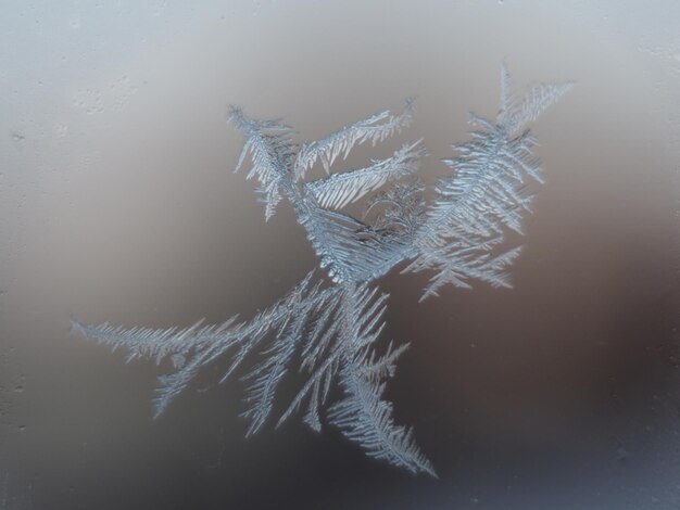 Foto macro-opname van sneeuwvlokken tegen bevroren glas