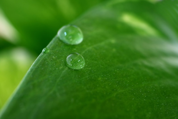 Macro-opname van waterdruppels op het levendige groene blad