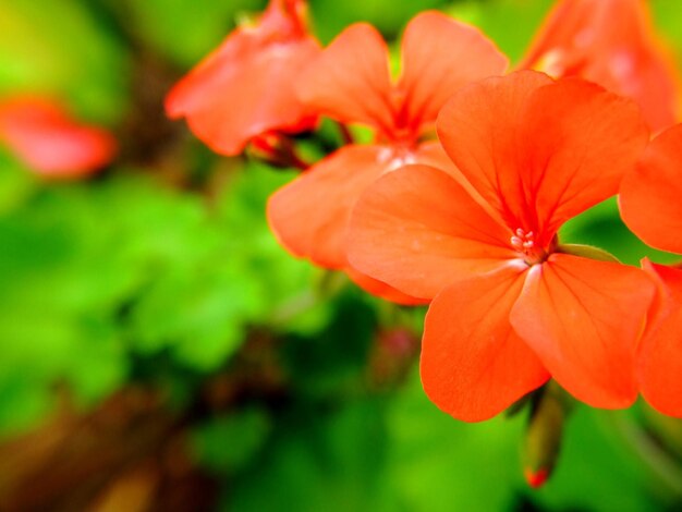 Foto macro-opname van waterlelie in de tuin