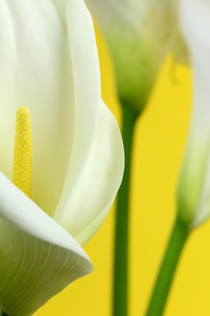 Macro-opname van witte calla lelies