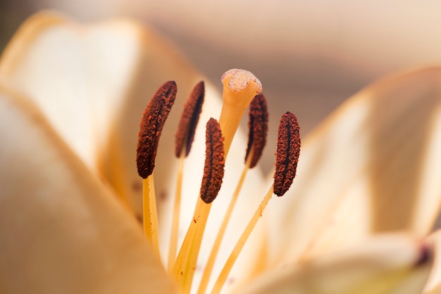 Macro-opnamen van leliemeeldraden en stamper in fel zonlicht