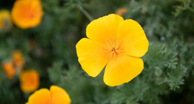 自然な背景のコピースペースにオレンジ黄色のハナビシソウの花春の花のマクロ