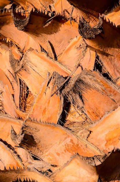 Macro of a Palm Tree Trunk