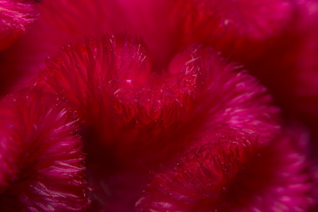 Macro pattern background of cockscomb