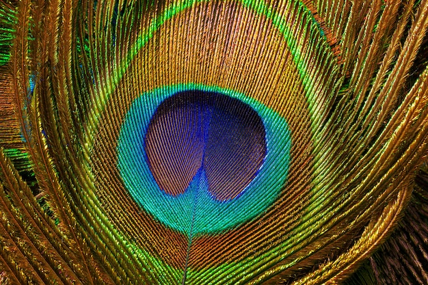 macro peacock feathersPeacock feather