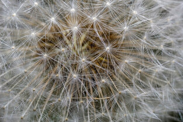 Foto macro dei petali del fiore di tarassaco