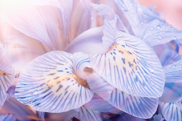 写真 マクロ花びら蘭の背景/夏の花の背景、花びらのテクスチャ、マクロの詳細