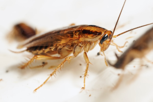 Macro photo of an adult red cockroach alive among the others cockroaches