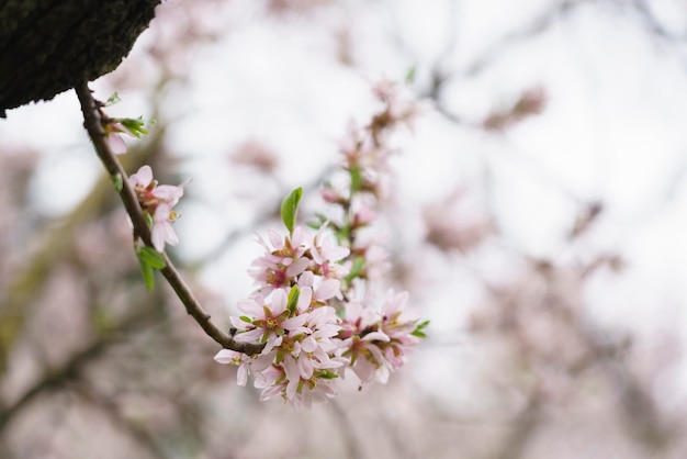 Macro photo of a almond blossoms in the Quinta De Los Molinos Madrid MD Spain