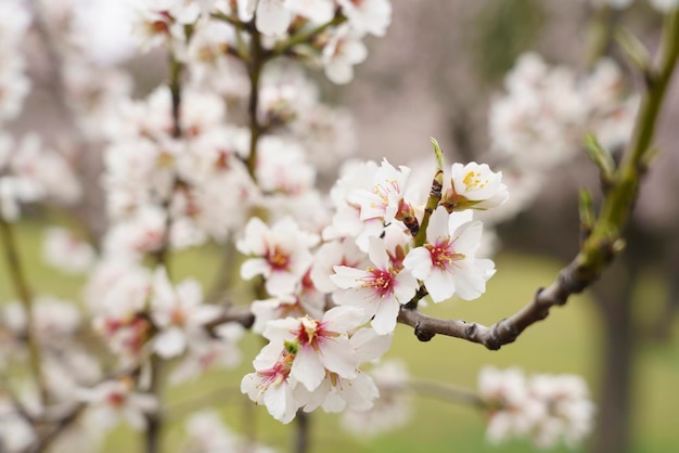 Macro photo of a almond blossoms in the Quinta De Los Molinos Madrid MD Spain
