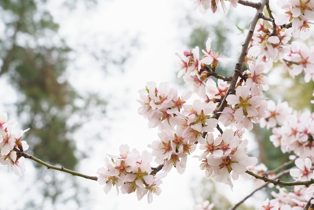 Macro photo of a almond blossoms in the Quinta De Los Molinos Madrid MD Spain