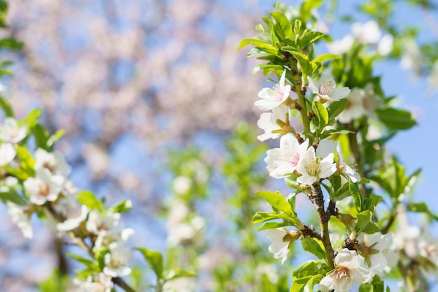 Macro photo of a almond blossoms in the Quinta De Los Molinos Madrid MD Spain