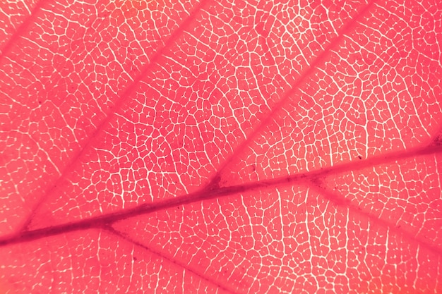 Foto macro di fogliame autunnale. sfondo texture foglia rosa