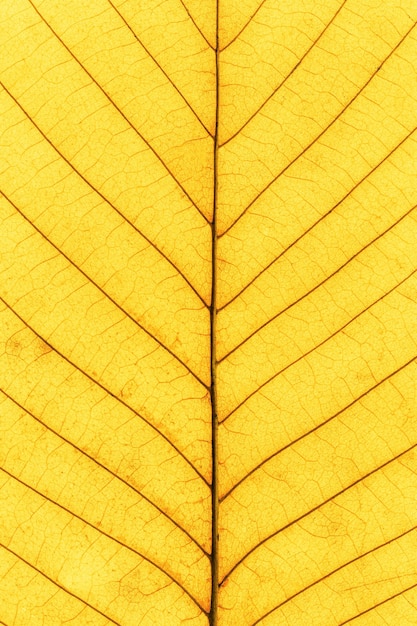 Macro photo of autumn yellow alder leaf with natural texture as natural background Fall colors