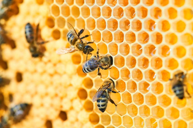 Photo macro photo of a bee hive on a honeycomb with copyspace. bees produce fresh, healthy, honey.