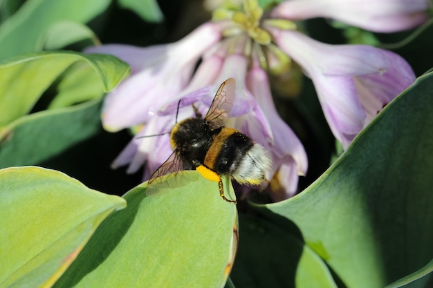 ライラック色のギボウシの花にハチのマクロ写真