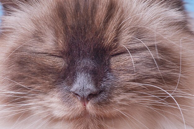 Photo a macro photo of a beige and brown cat on a blue background