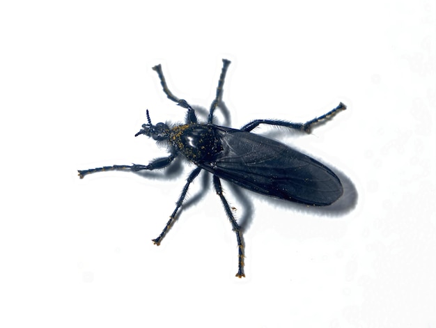 macro photo of Bibio marci insect a St Marks fly isolated on the white background