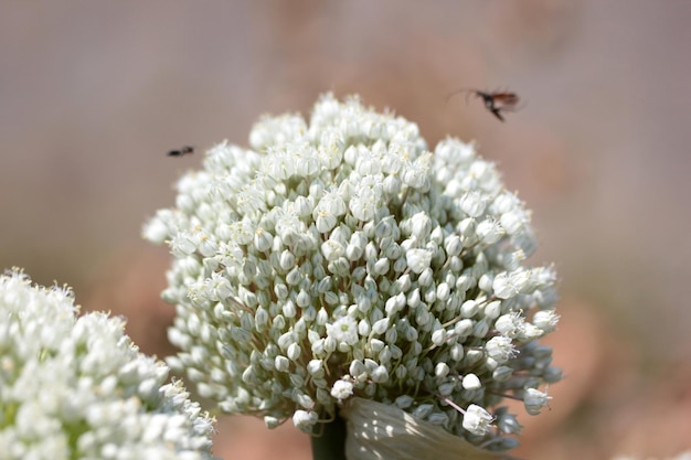 Macro photo blooming onion closeup