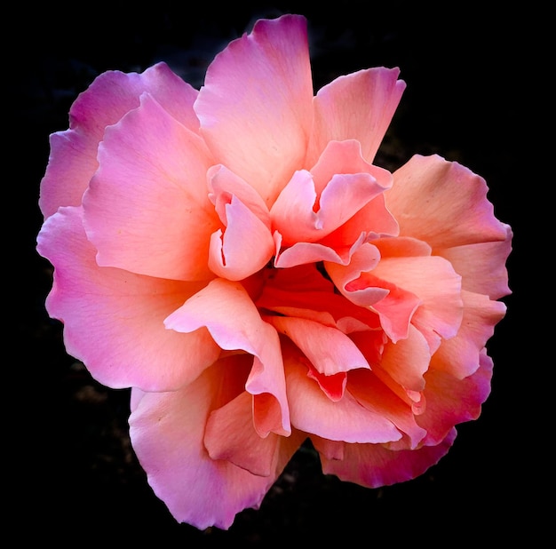 Macro photo of blooming pink rose on black background.