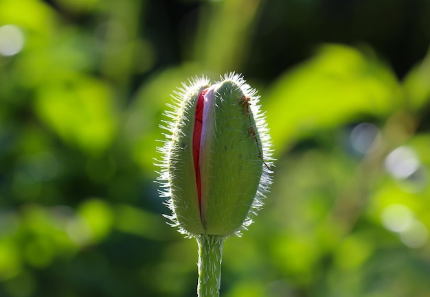 macro photo of a blossoming poppy bud against a blurry green background