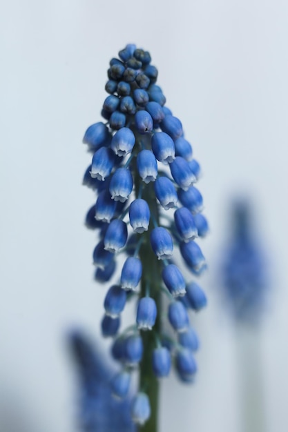 Photo a macro photo of blue grape hyacinth flowers with green stems