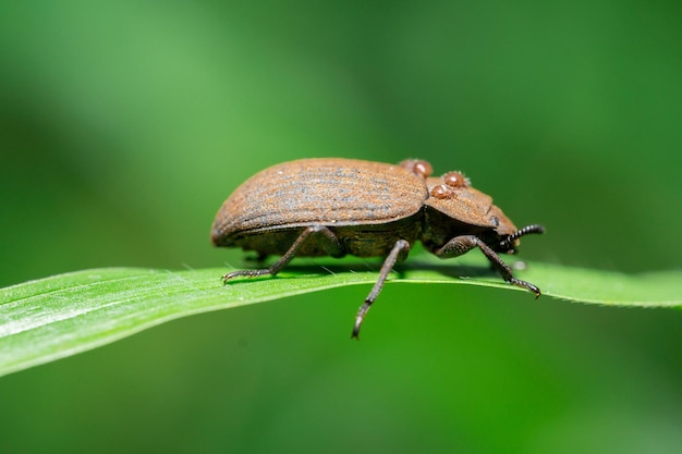 Foto a macroistruzione dell'animale insetto marrone allo stato brado