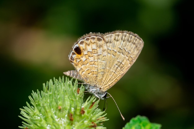 A macro photo of a butterfly perched on a leaf