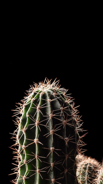 Macro photo of a cactus on a black background