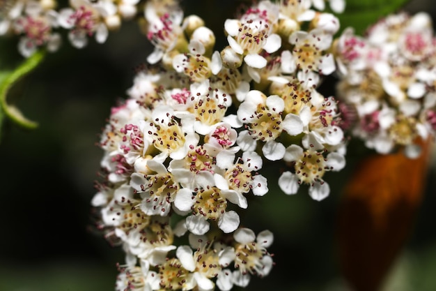 Photo a macro photo of chokeberry blossom