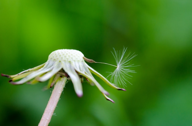 Macro photo of dandelion. Last fuzz on the stem.