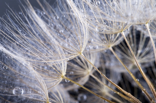 Macro photo of dandelion seeds with water drops