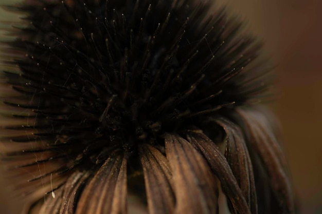 macro photo of dried flower, dark dry flower seeds