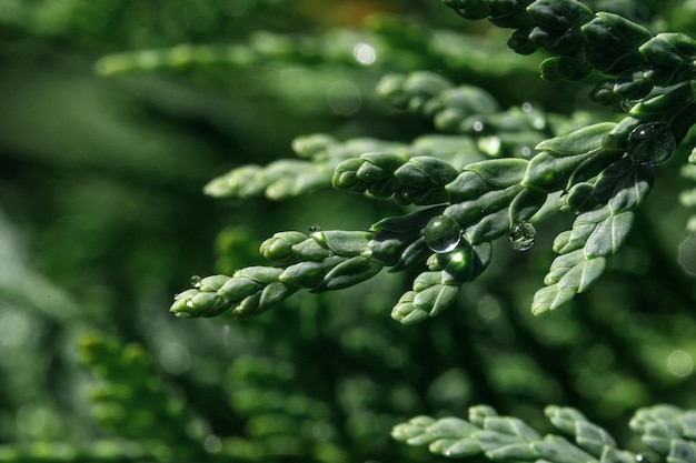 매크로 사진 태양 빛에 thuja 나무 가지에 이슬 한 방울 고품질 사진