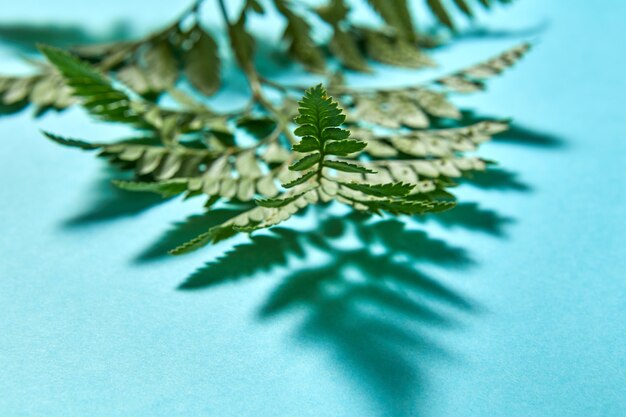 Macro photo of fern leaves with shadow pattern on a blue background with space for text. Natural background for creative cards