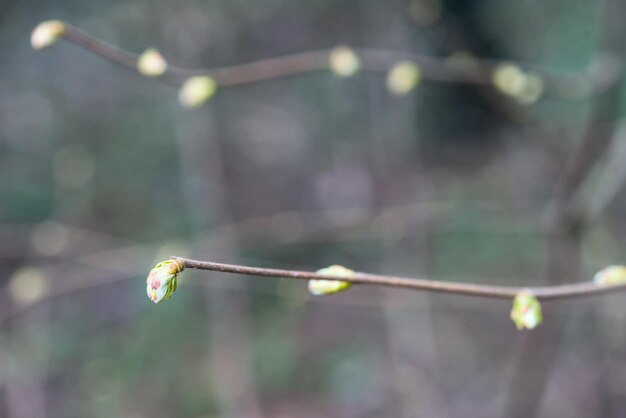 Le prime gemme primaverili della foto macro sbocciano ad aprile al sole.