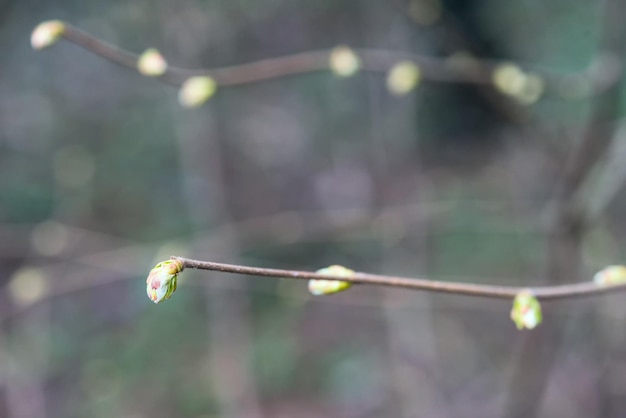 マクロ写真の最初の春のつぼみは4月に太陽の下で咲きます。
