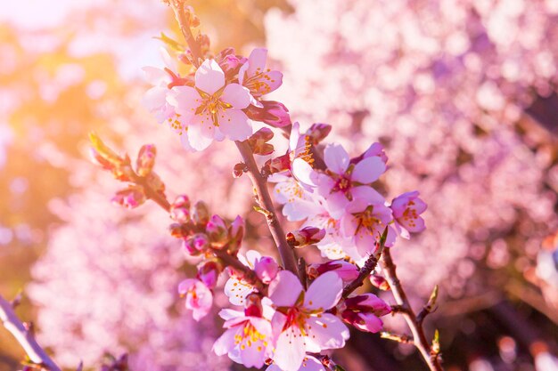 Foto foto a macroistruzione fiore del mandorlo in primavera