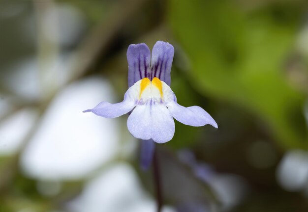 Photo macro photo of the flower cymbalaria muralis small purple wildflowers ivyleaved toadflax or kenilworth ivy isolated on blurry background