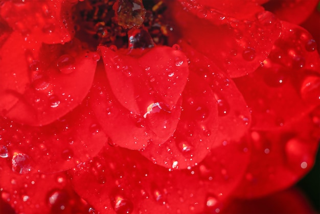 花のマクロ写真露の滴と赤いバラ