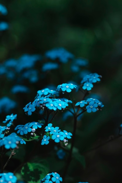 花のマクロ写真。緑の葉を持つワスレナグサ。自然な背景。テキストのための場所。ワルパ